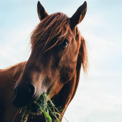 Forage walks - Horse eating wild flowers and grass