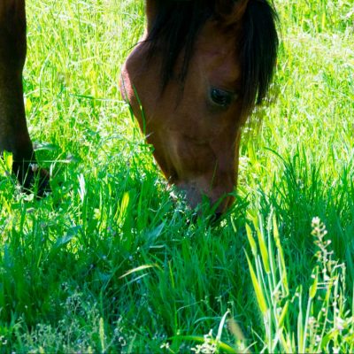 brown-stallion-on-a-meadow brown-stallion-on-a-meadow