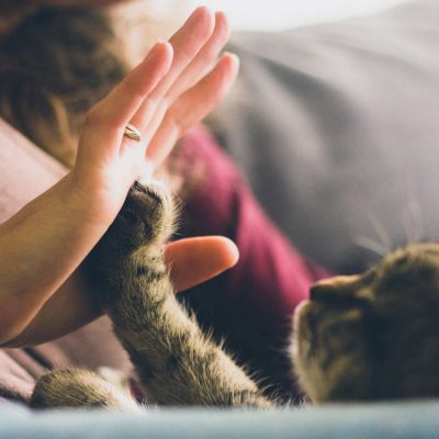 cat-crop