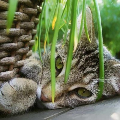 cat-herbs cat-herbs