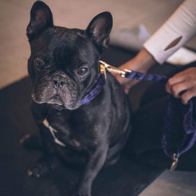 french-bulldog