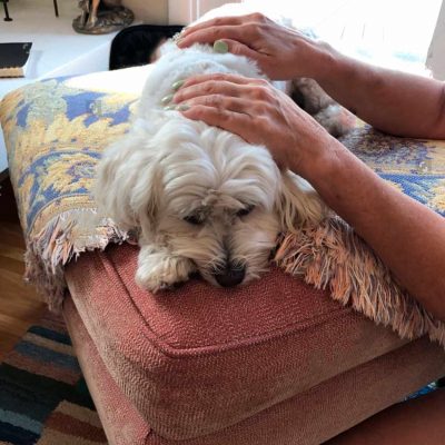 reiki-energy-healing-animal reiki-energy-healing-animal
