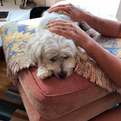 reiki-energy-healing-animal reiki-energy-healing-animal